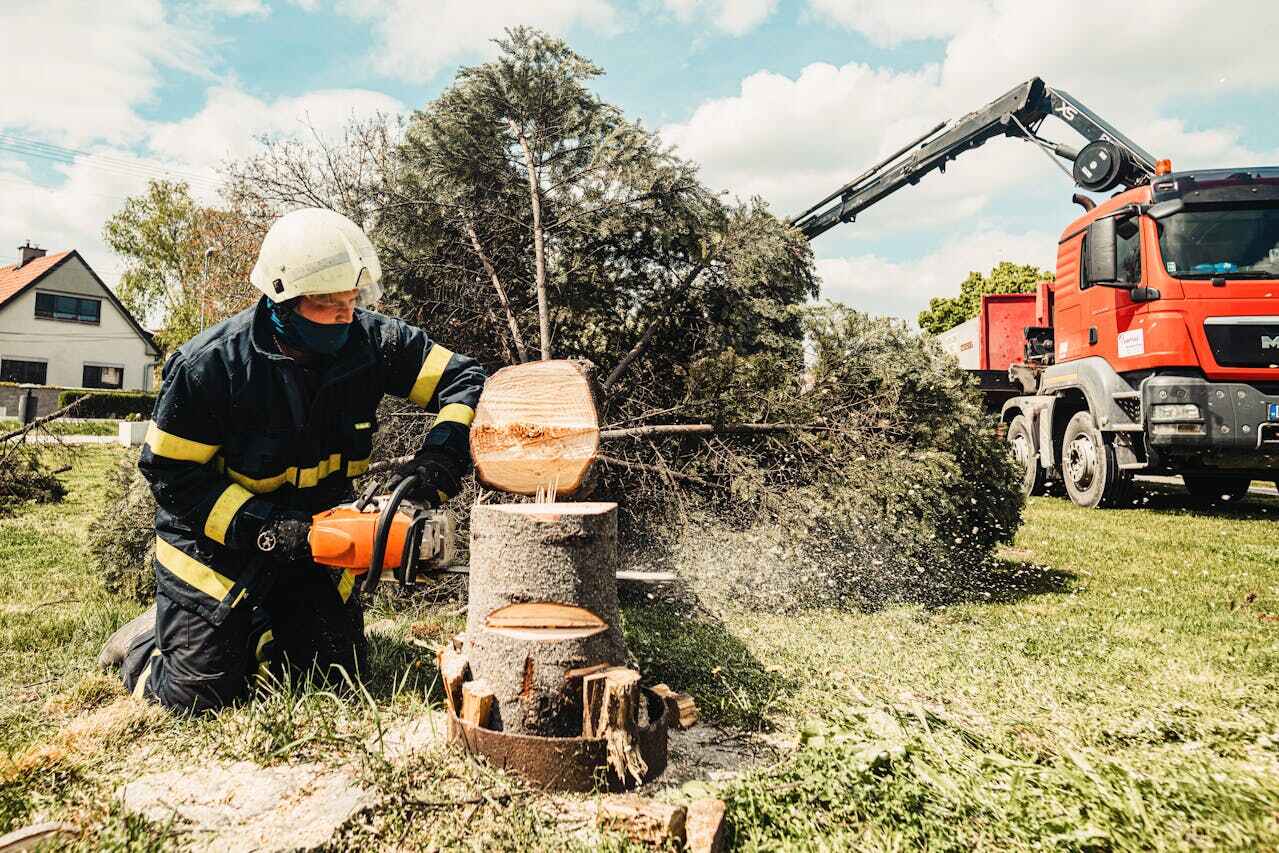 The Steps Involved in Our Tree Care Process in Van Alstyne, TX